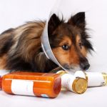 Home Remedies for Pets