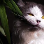 Poisonous Plants and Your Feline