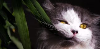 Poisonous Plants and Your Feline