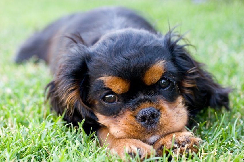 apartment dogs Cavalier King Charles Spaniel