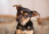 best apartment dogs