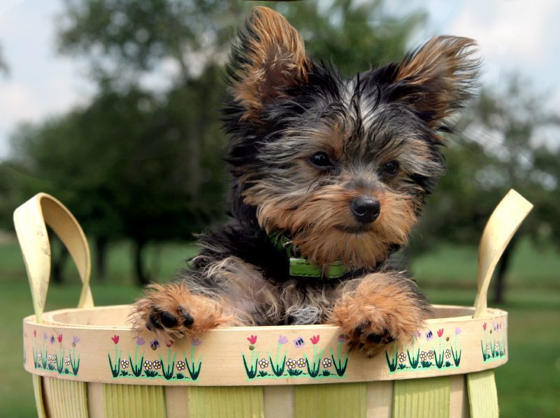 best apartment dogs Yorkshire Terrier