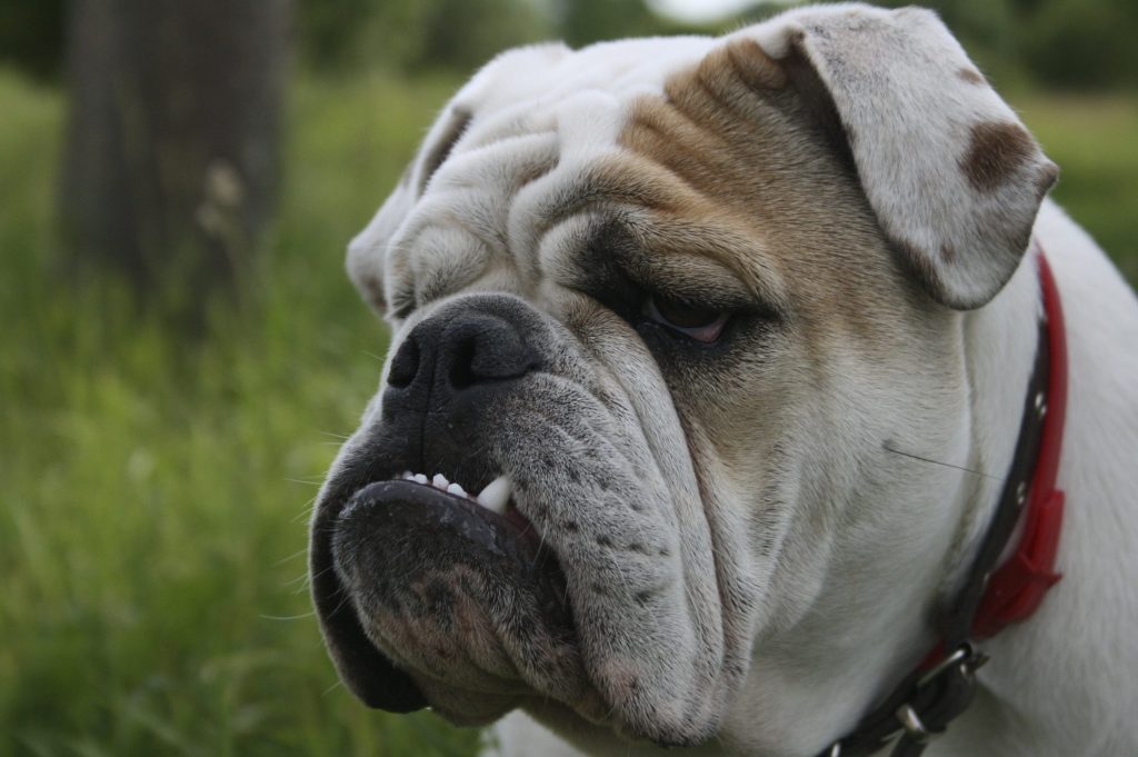 best apartment dogs english bulldog