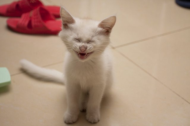 cat laughing