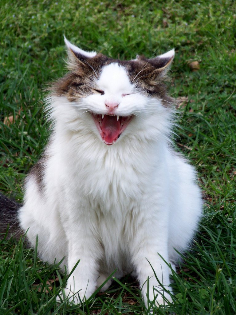 cats laughing