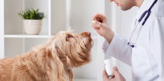 Getting your dog to take his medicine