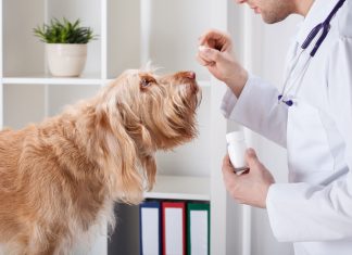 Getting your dog to take his medicine