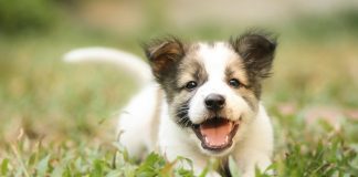 dog facts information