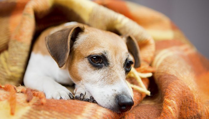 Dog Hypothermia: Symptoms, Treatment & Prevention