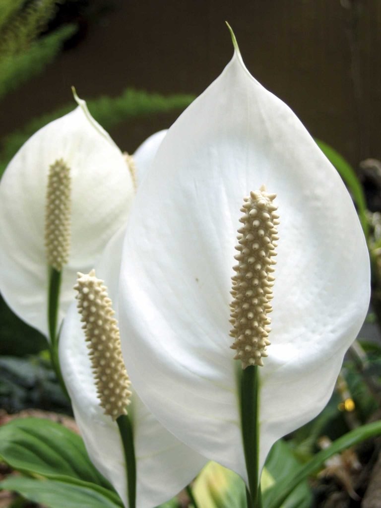 peace lily poisonous plants