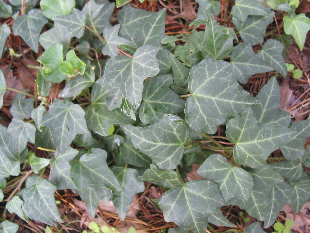 poisonous plants english ivy