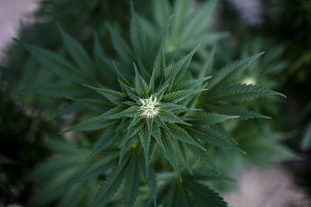 poisonous-plants-marijuana