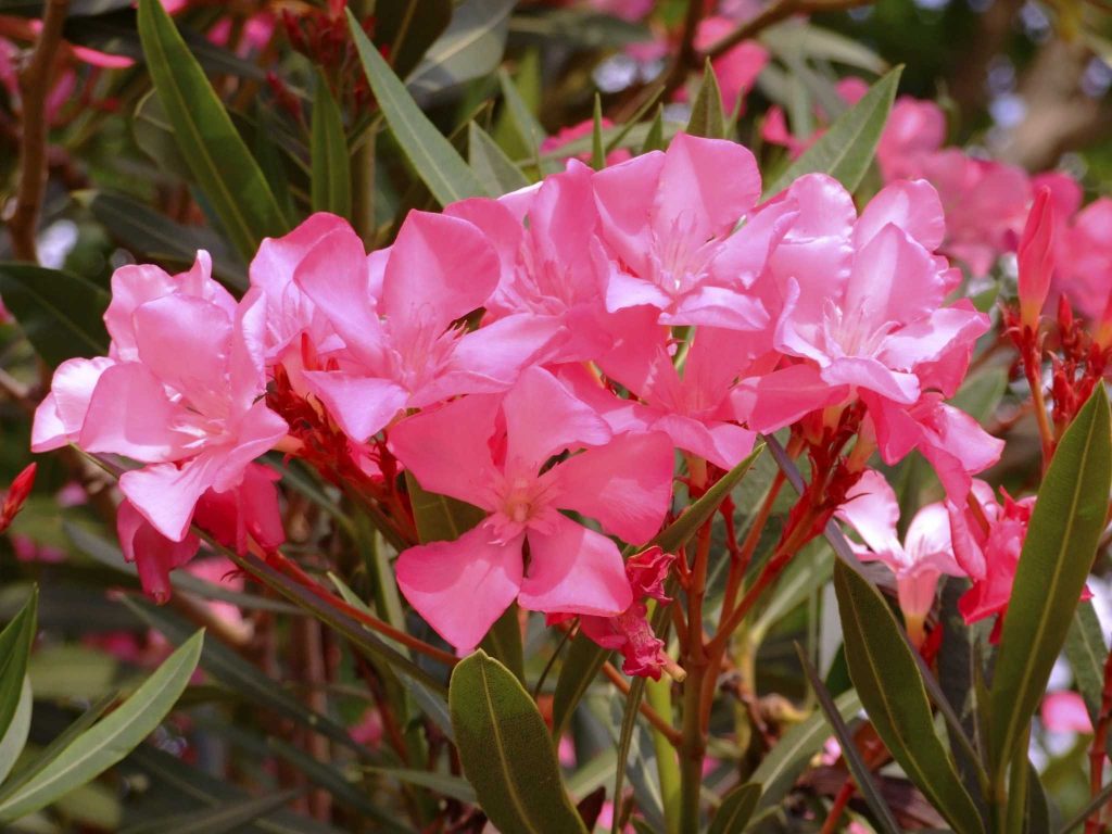 poisonous plants oleander