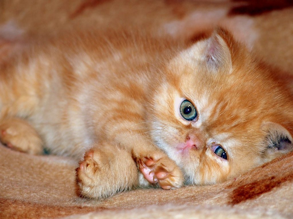 cute kitten photo
