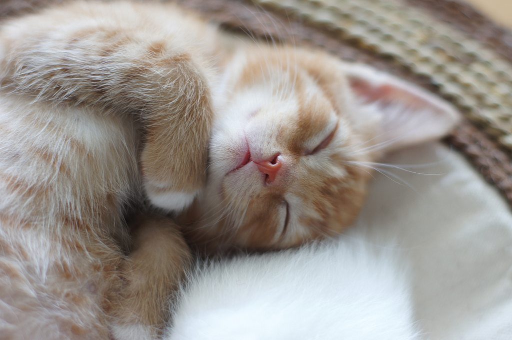 cute kitten photos