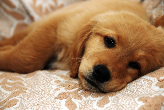 Purchased A Sick Puppy? Here's What You Need To Do Next