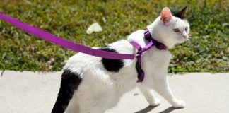 cat harness train