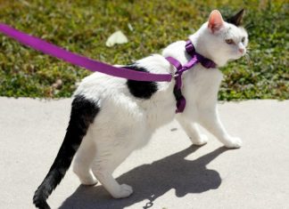 cat harness train