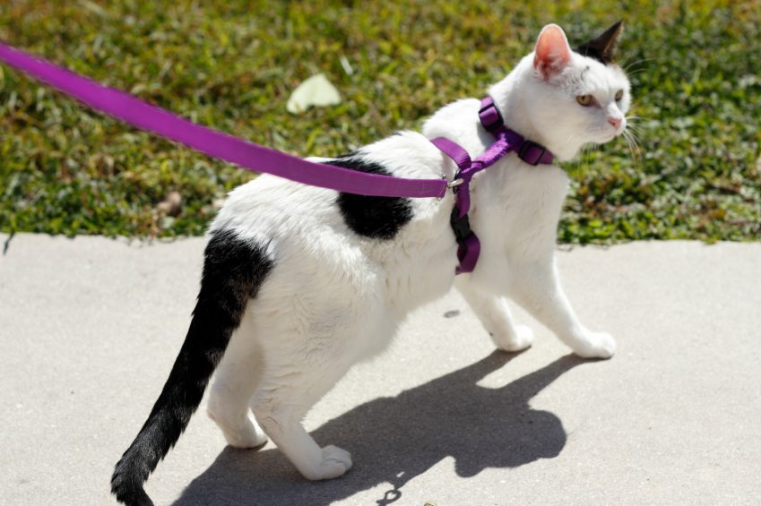 Cat Harness How To Get Your Kitten To Wear One