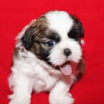 cute puppy photos pictures