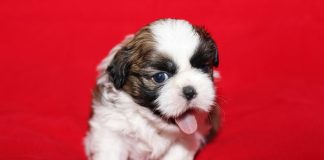 cute puppy photos pictures
