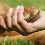 dog nail disorders