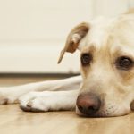 dog pancreatitis symptoms