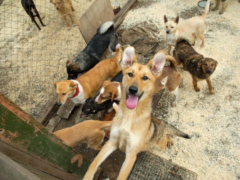101 Of The Worst Puppy Mills In America