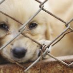 worst puppy mills in america