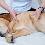 Benefits of Pet Massage