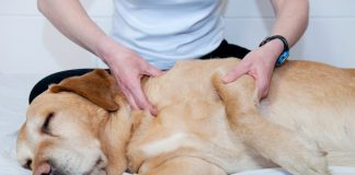 Benefits of Pet Massage