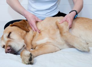 Benefits of Pet Massage