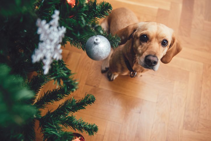 Christmas Decorations Can Kill Your Pet