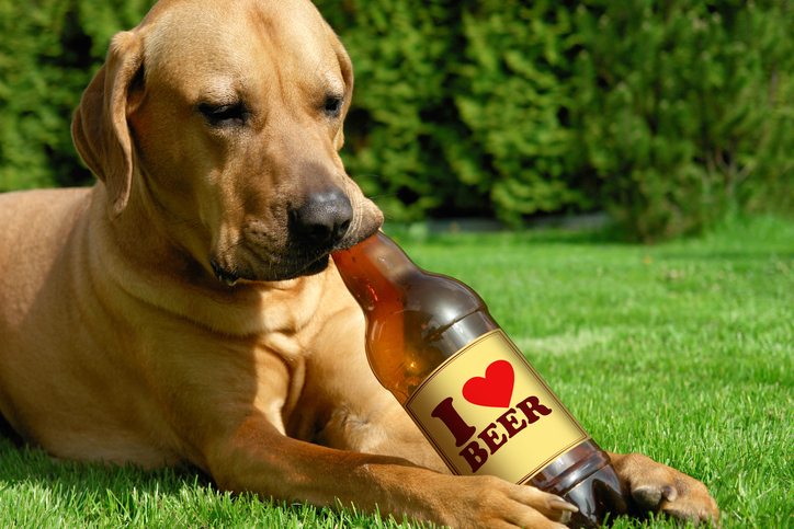 Alcohol Poisoning Can Kill Your Pet