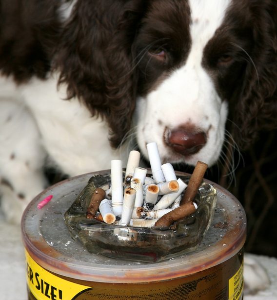 Secondhand Smoke Can Kill Your Dog