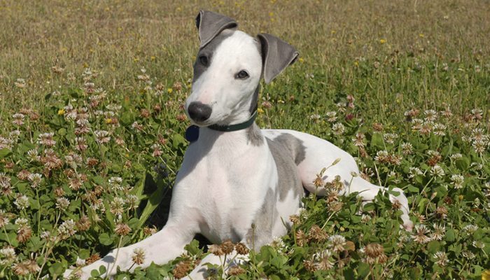 adopt greyhound dogs