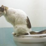 cat Inflammatory Bowel Disease