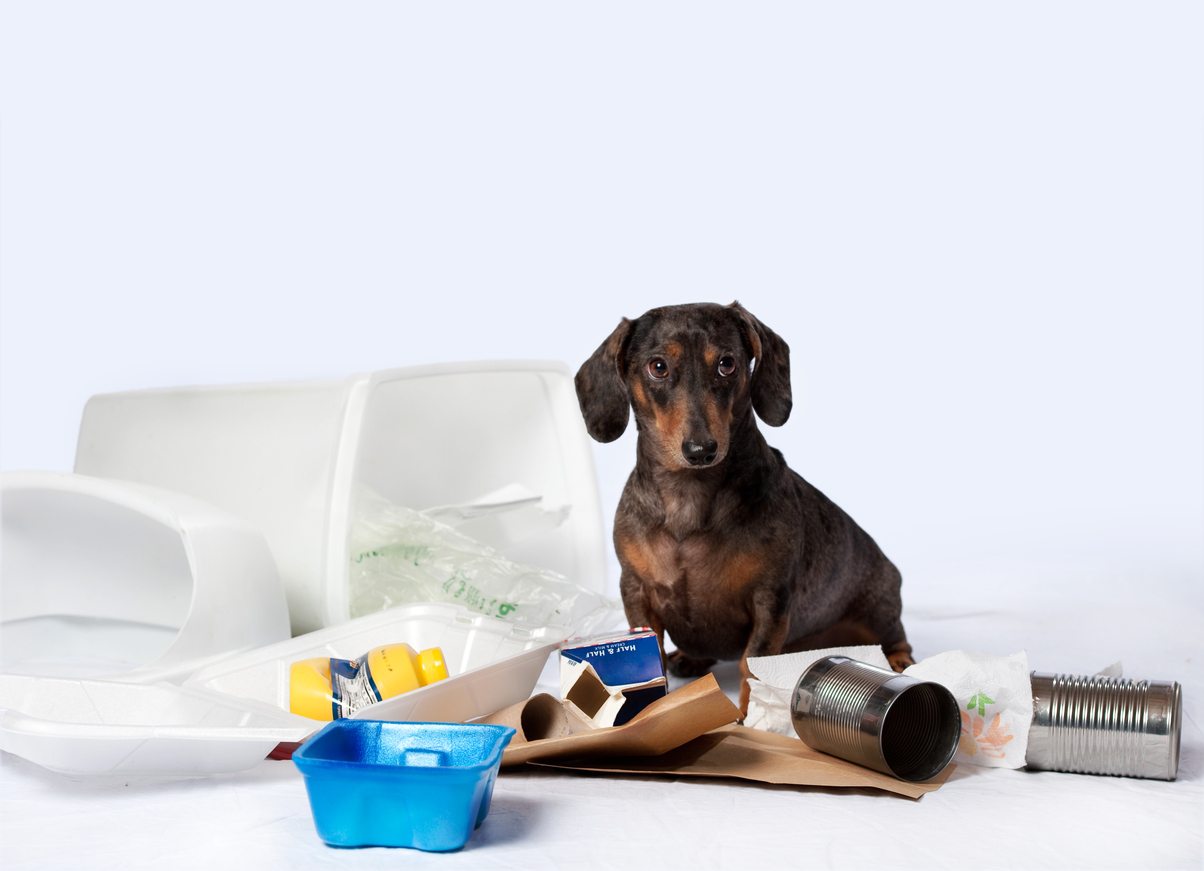 Eating Trash Can Kill Your dog