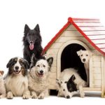 pros and cons of doggie daycare