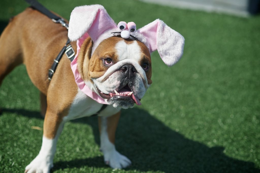 dogs easter