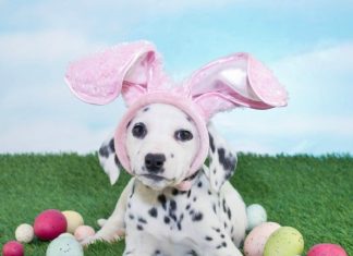 easter pet safety tips