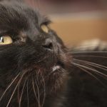 feline hyperthyroidism