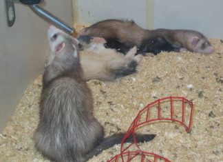 Can You Teach An Old Ferret New Tricks?