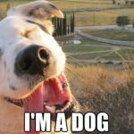 funny dog memes