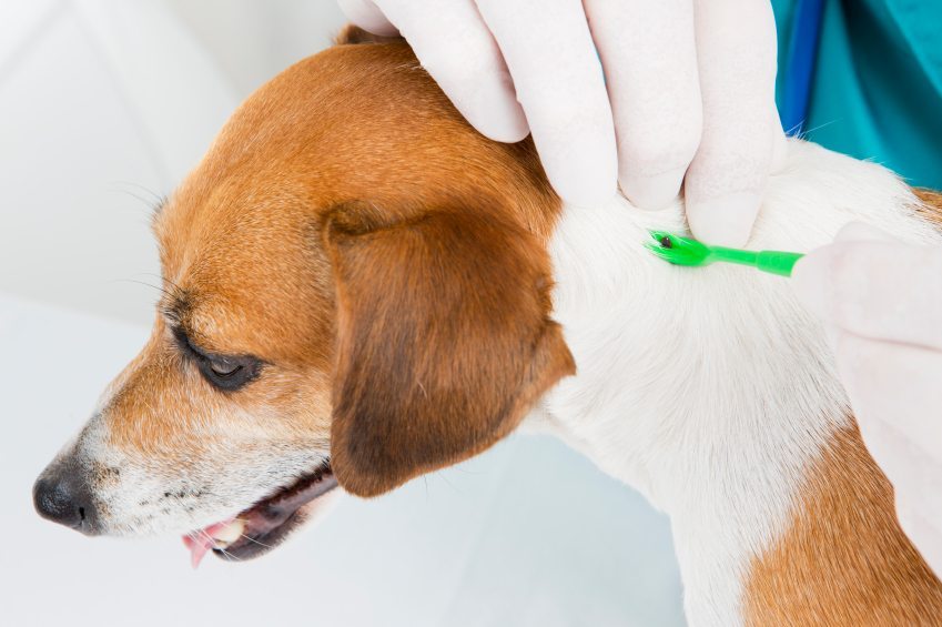 Dog Flea Treatments Is Harmful to Cats