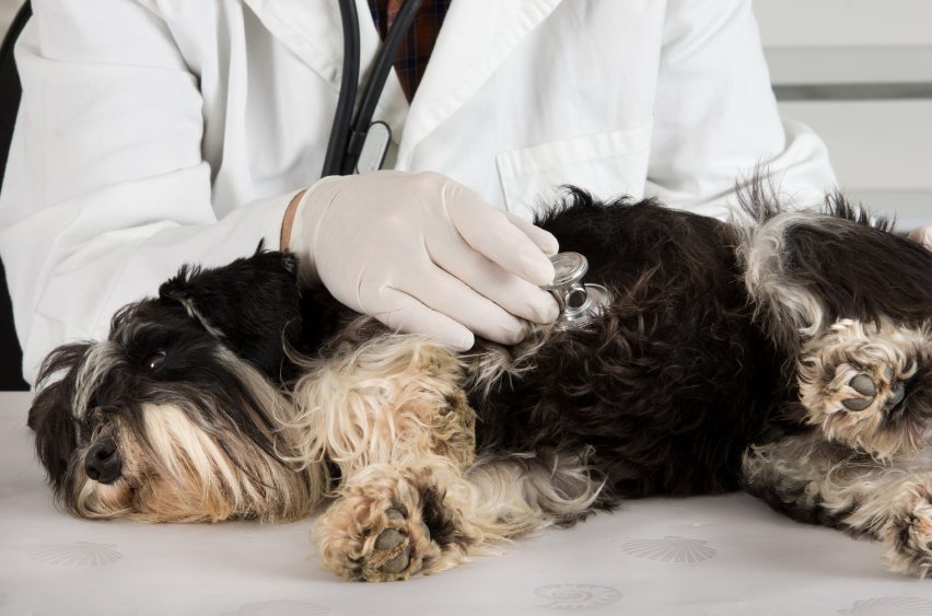 Dog on veterinary examination