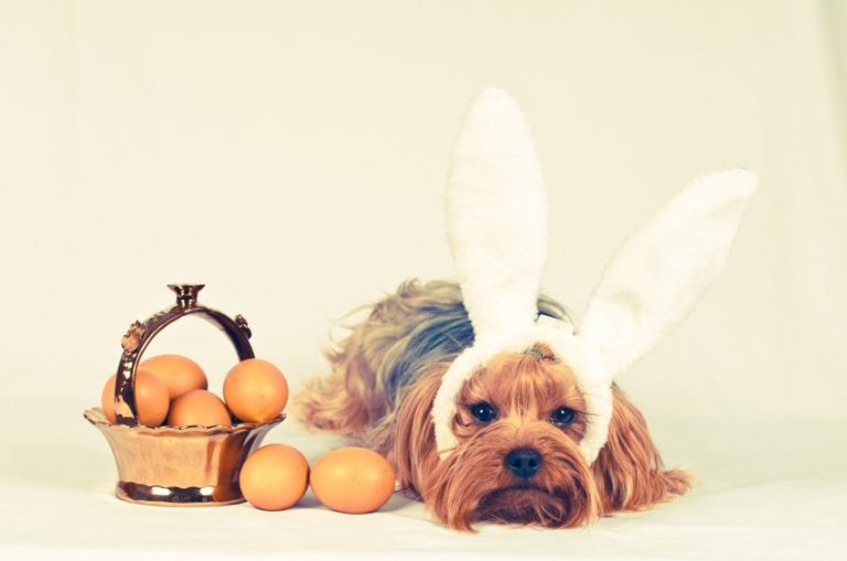 Dog Easter Photos That You re Going To Love