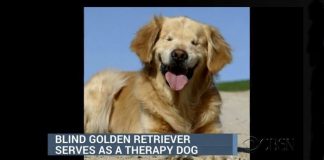 smiley therapy dog with no eyes