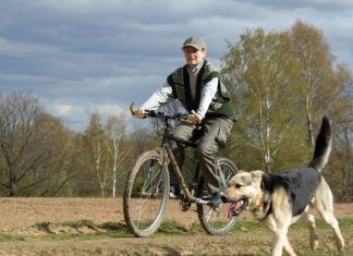 bike safety dog