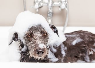 Best Dog Shampoos
